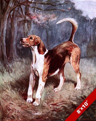 Lord longsdale foxhound - lord, longsdale’s