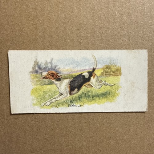 1929 dog pictures - 1929, #12