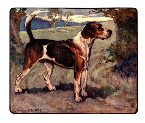 1906 antique foxhound dog art - foxhound,