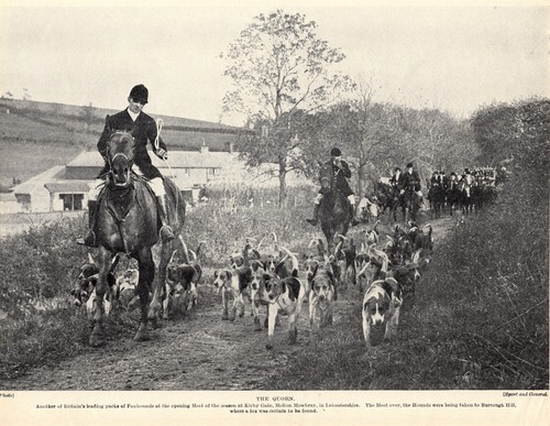 1930s vintage foxhound print - 1930s,