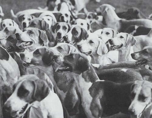 Foxhounds alert custom - *,
